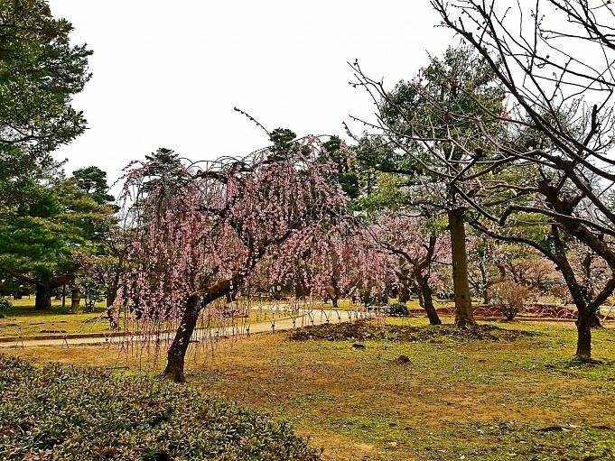Alles Wat Je Moet Weten Over Yoshino Cherry Trees